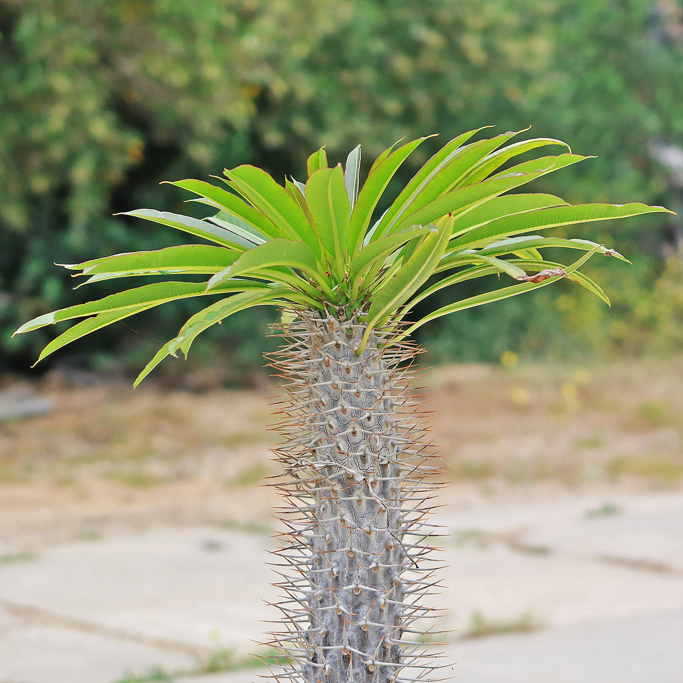 spiky palm tree like plant Shop 'Madagascar Palm - Pachypodium lamerei' Care and Info