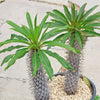 Madagascar Palm Plant - Pachypodium lamerei -14