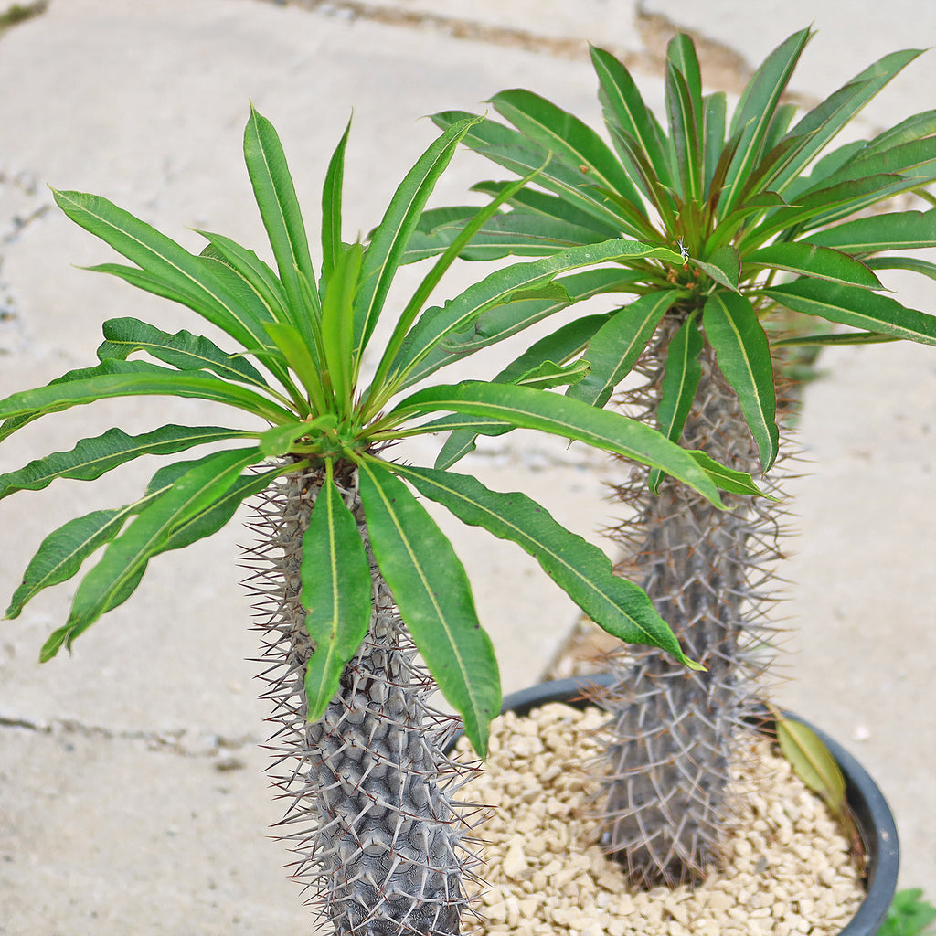Madagascar Palm Plant - Pachypodium lamerei -14