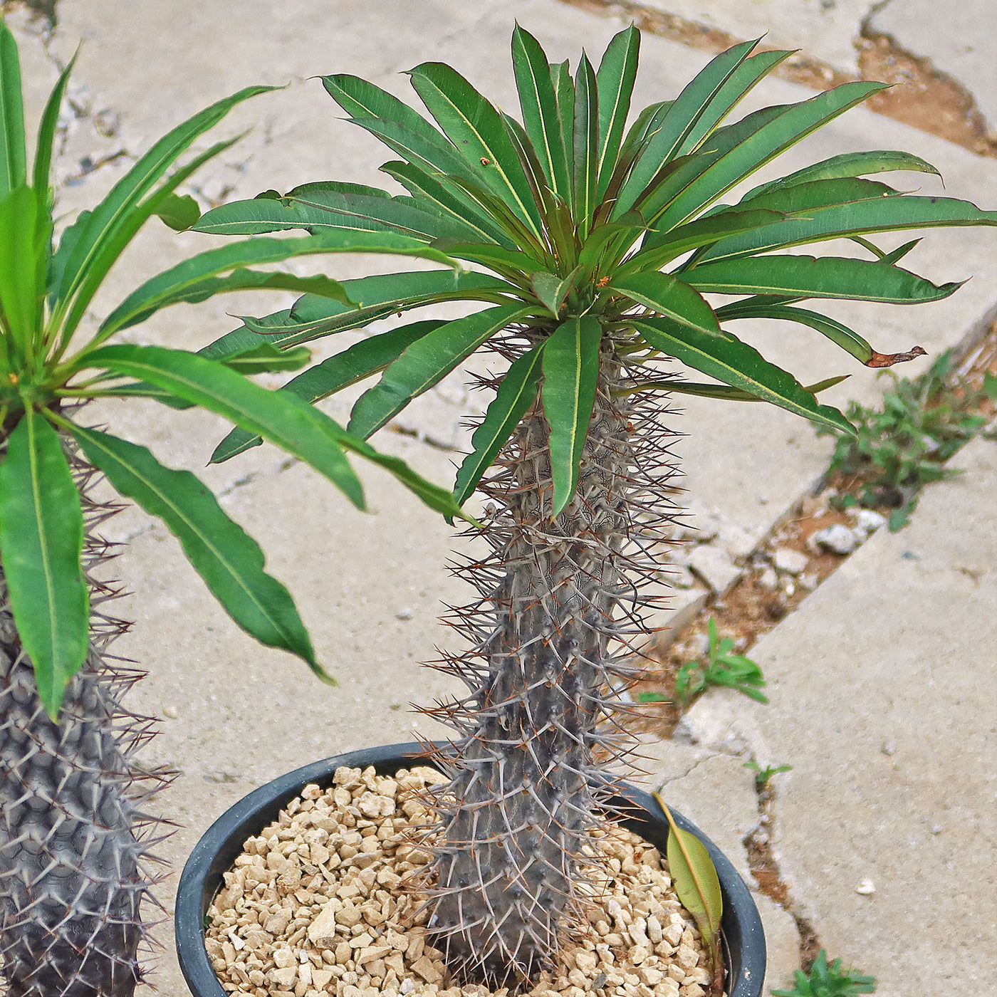 Madagascar Palm Plant - Pachypodium lamerei -17