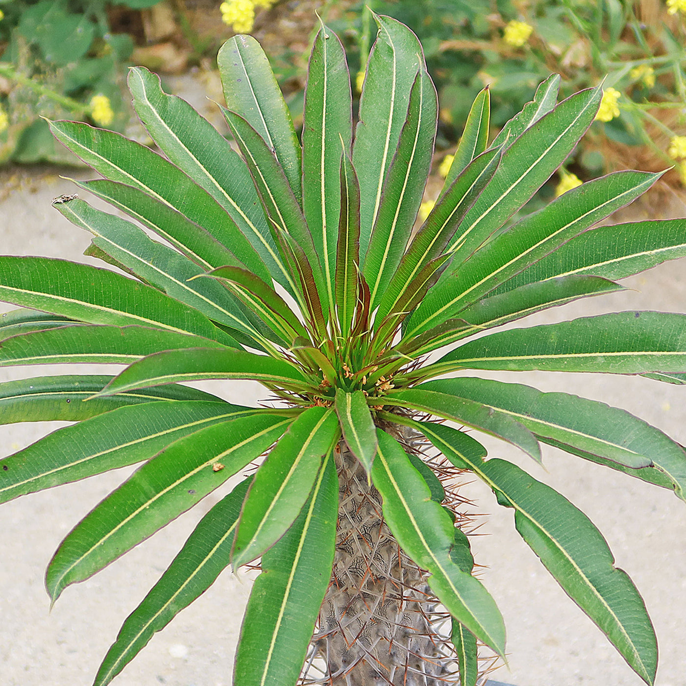 Madagascar Palm Plant - Pachypodium lamerei - 5