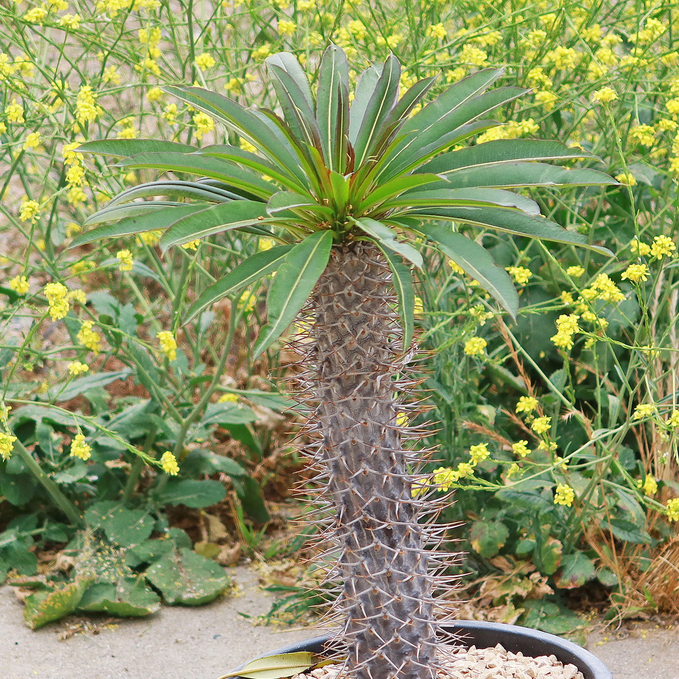 Madagascar Palm Plant - Pachypodium lamerei - 6