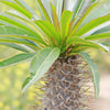 Madagascar Palm Plant - Pachypodium lamerei - 7