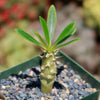 Pachypodium lamerei &