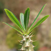 Pachypodium lamerei &