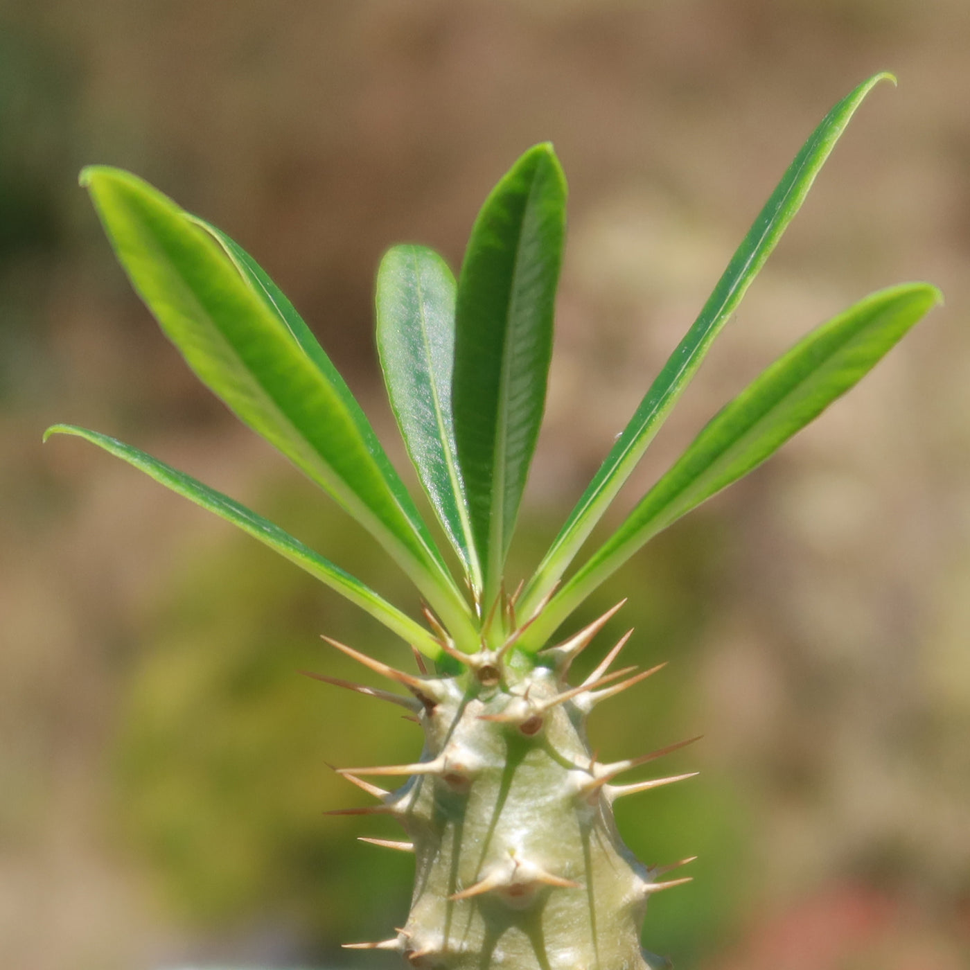 Pachypodium lamerei 'ramosum'