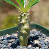 Pachypodium lamerei &