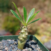 Pachypodium lamerei &