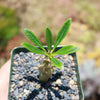 Pachypodium lamerei &