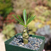 Pachypodium lamerei &