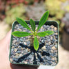 Pachypodium lamerei &