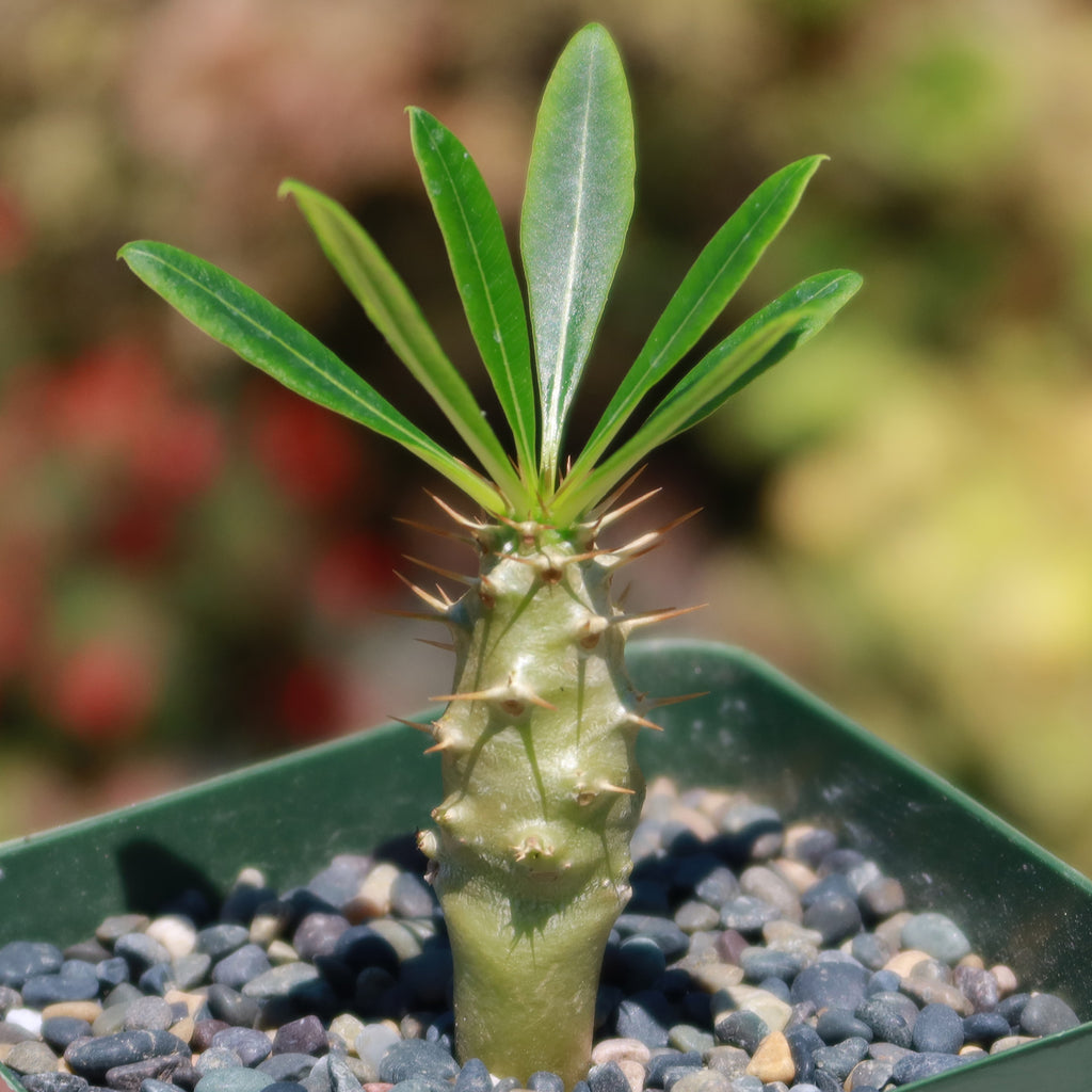 Pachypodium lamerei &