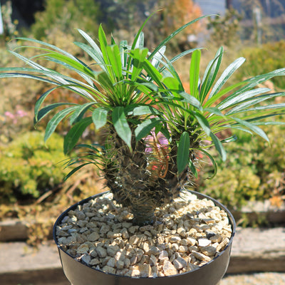 Multi Branch Madagascar Palm ‘Pachypodium lamerei’