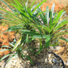 Multi Branch Madagascar Palm ‘Pachypodium lamerei’