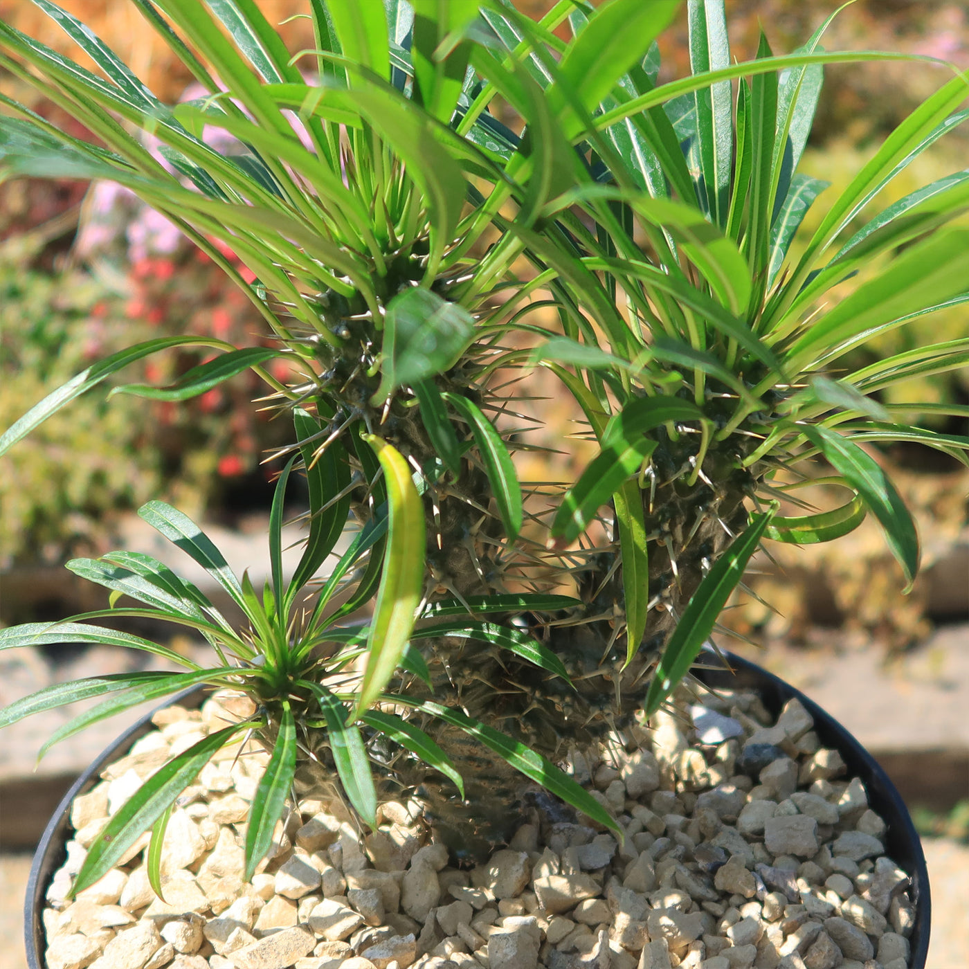 Multi Branch Madagascar Palm ‘Pachypodium lamerei’