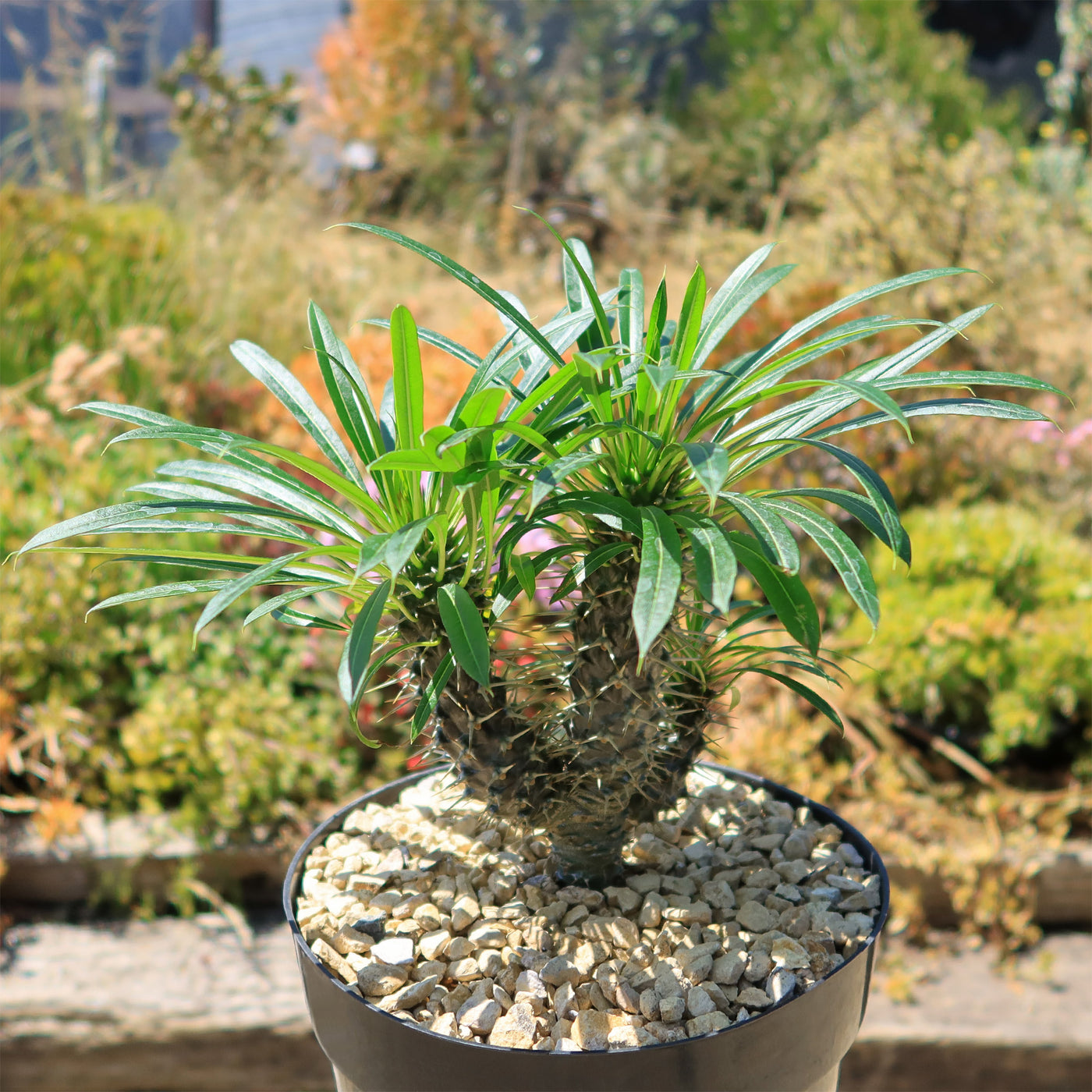 Multi Branch Madagascar Palm ‘Pachypodium lamerei’