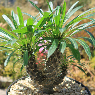 Multi Branch Madagascar Palm ‘Pachypodium lamerei’