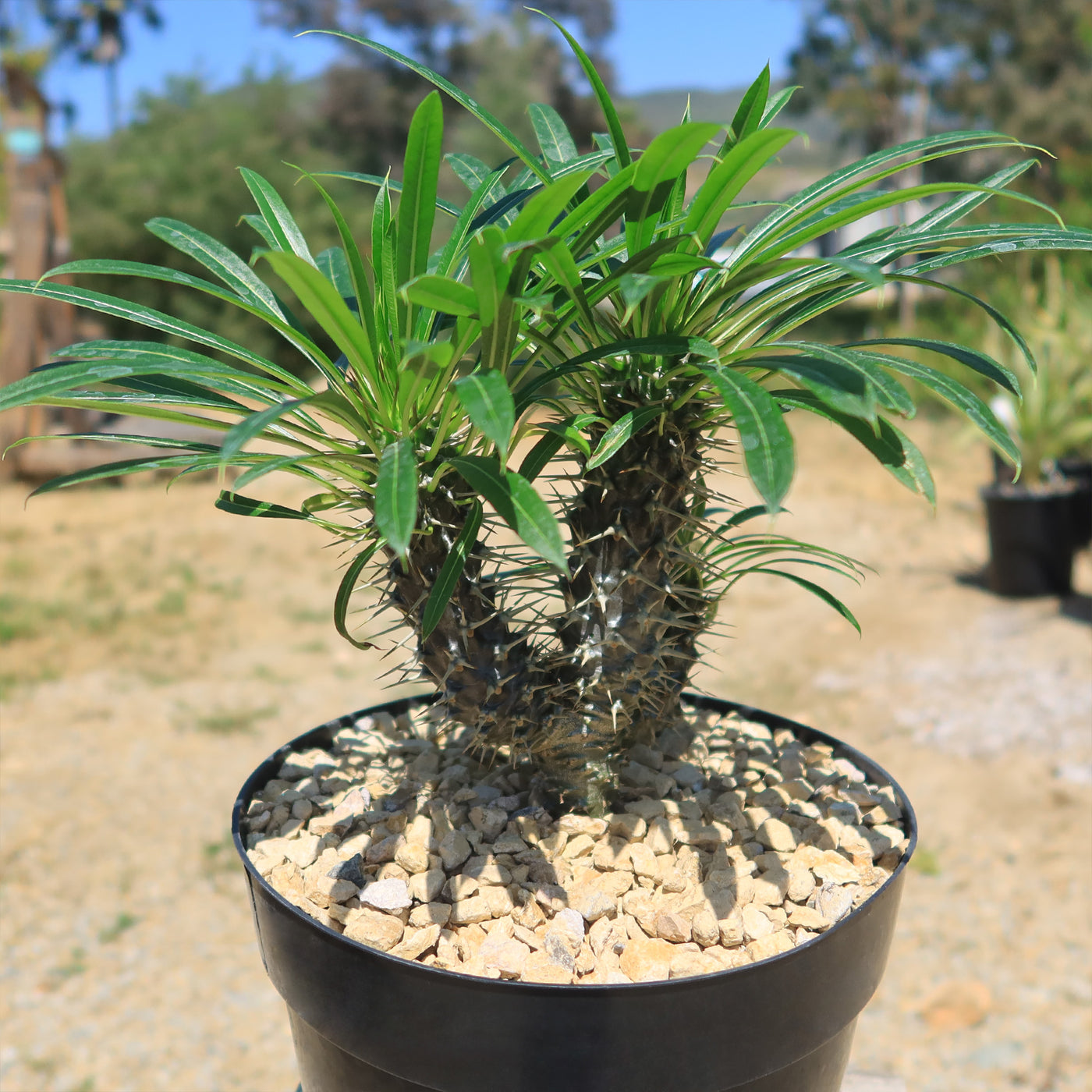 Multi Branch Madagascar Palm ‘Pachypodium lamerei’