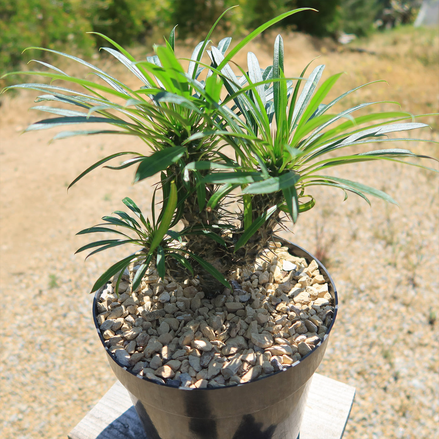 Multi Branch Madagascar Palm ‘Pachypodium lamerei’