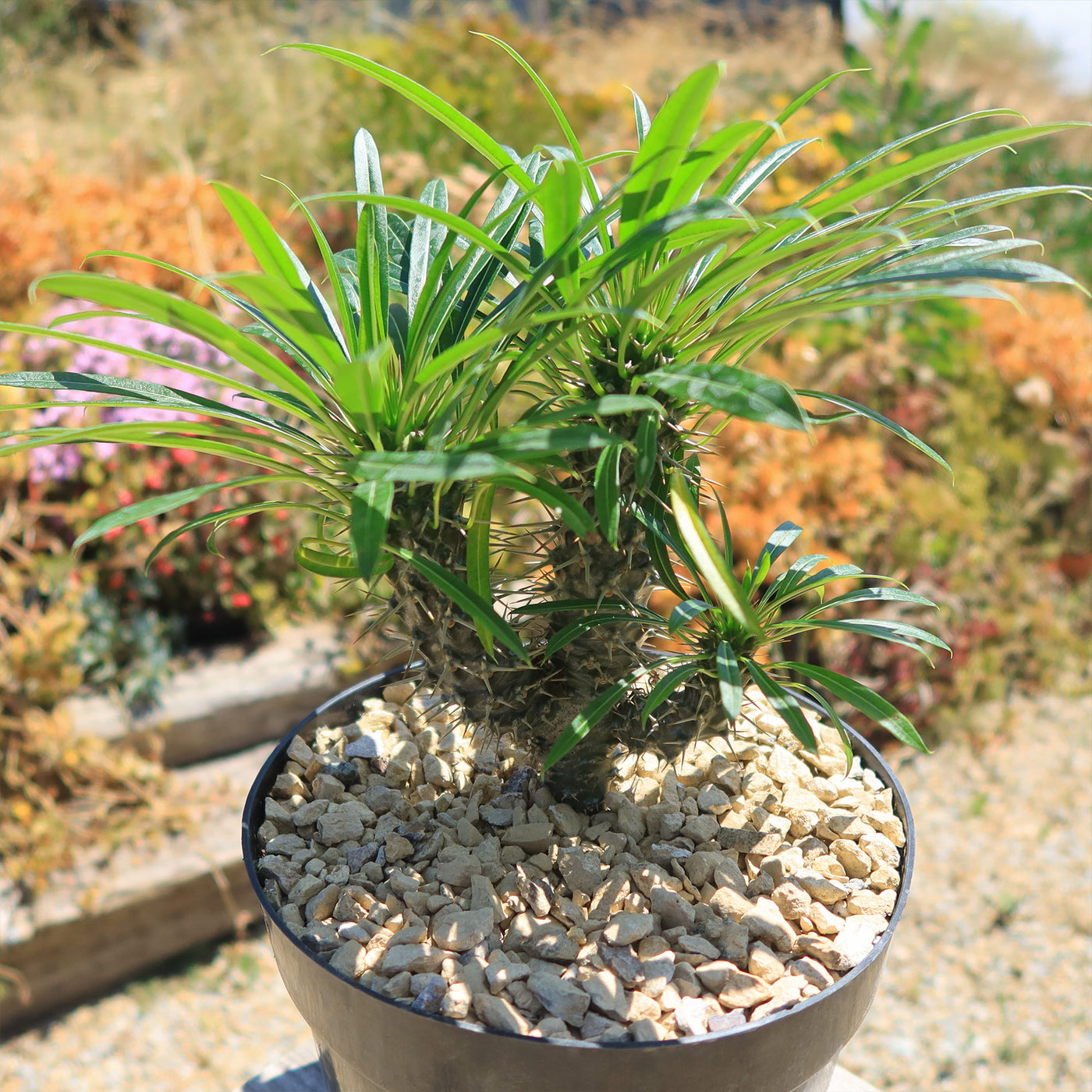 Multi Branch Madagascar Palm ‘Pachypodium lamerei’