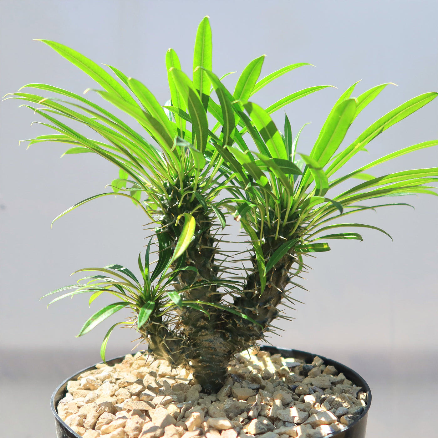 Multi Branch Madagascar Palm ‘Pachypodium lamerei’