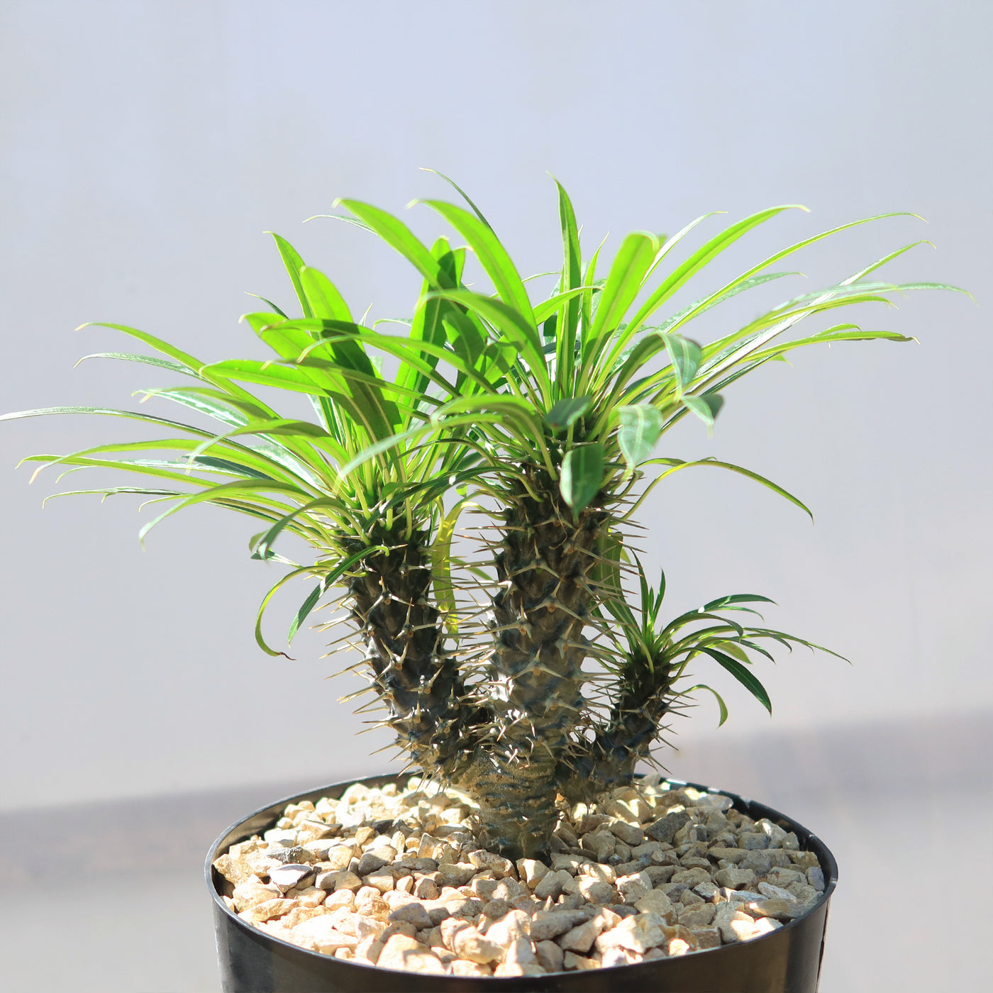 Multi Branch Madagascar Palm ‘Pachypodium lamerei’