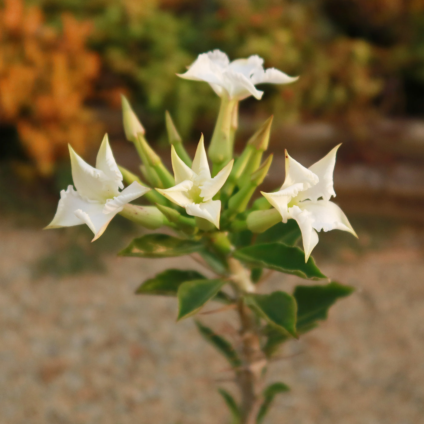 Pachypodium lealii