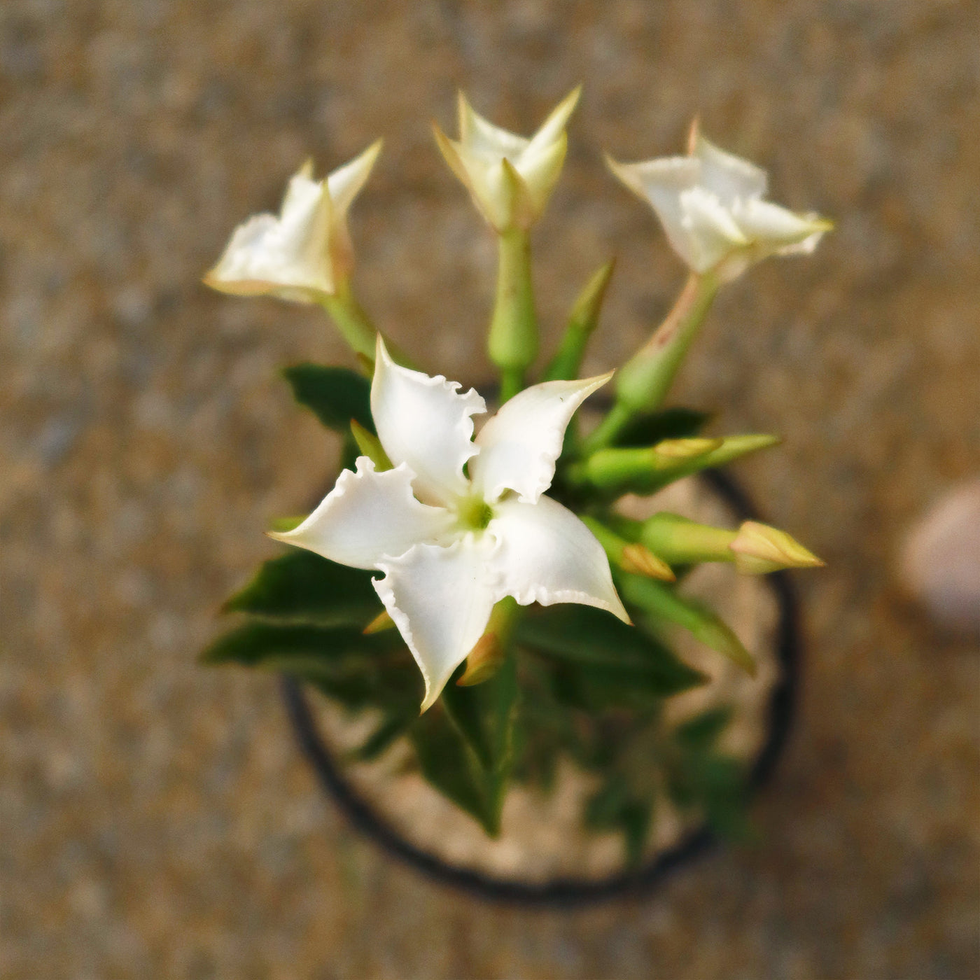 Pachypodium lealii