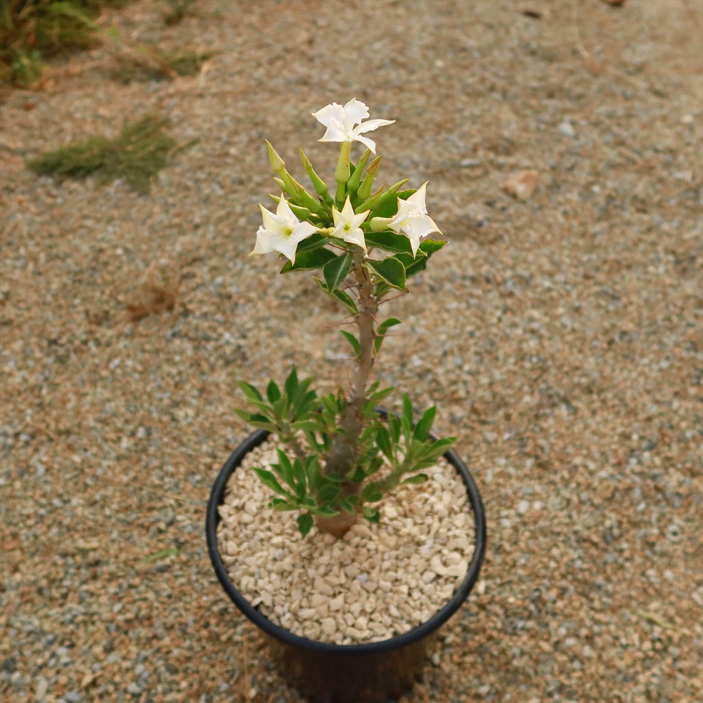 Pachypodium lealii