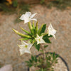 Pachypodium lealii