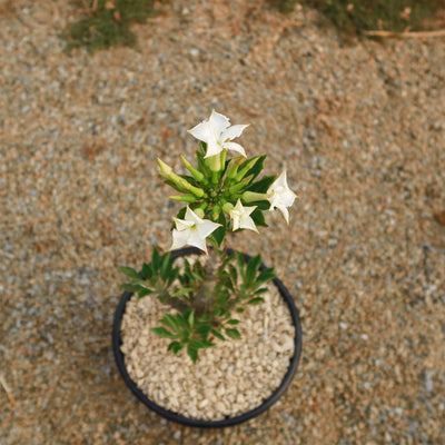 Pachypodium lealii