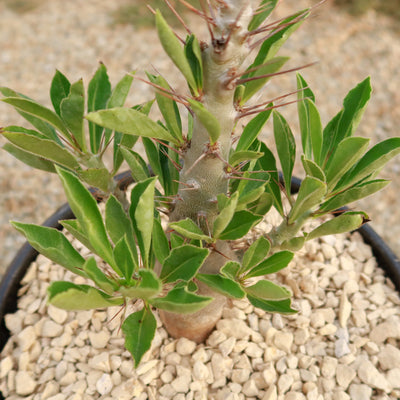 Pachypodium lealii