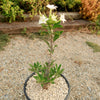 Pachypodium lealii