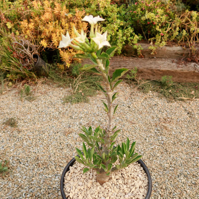 Pachypodium lealii