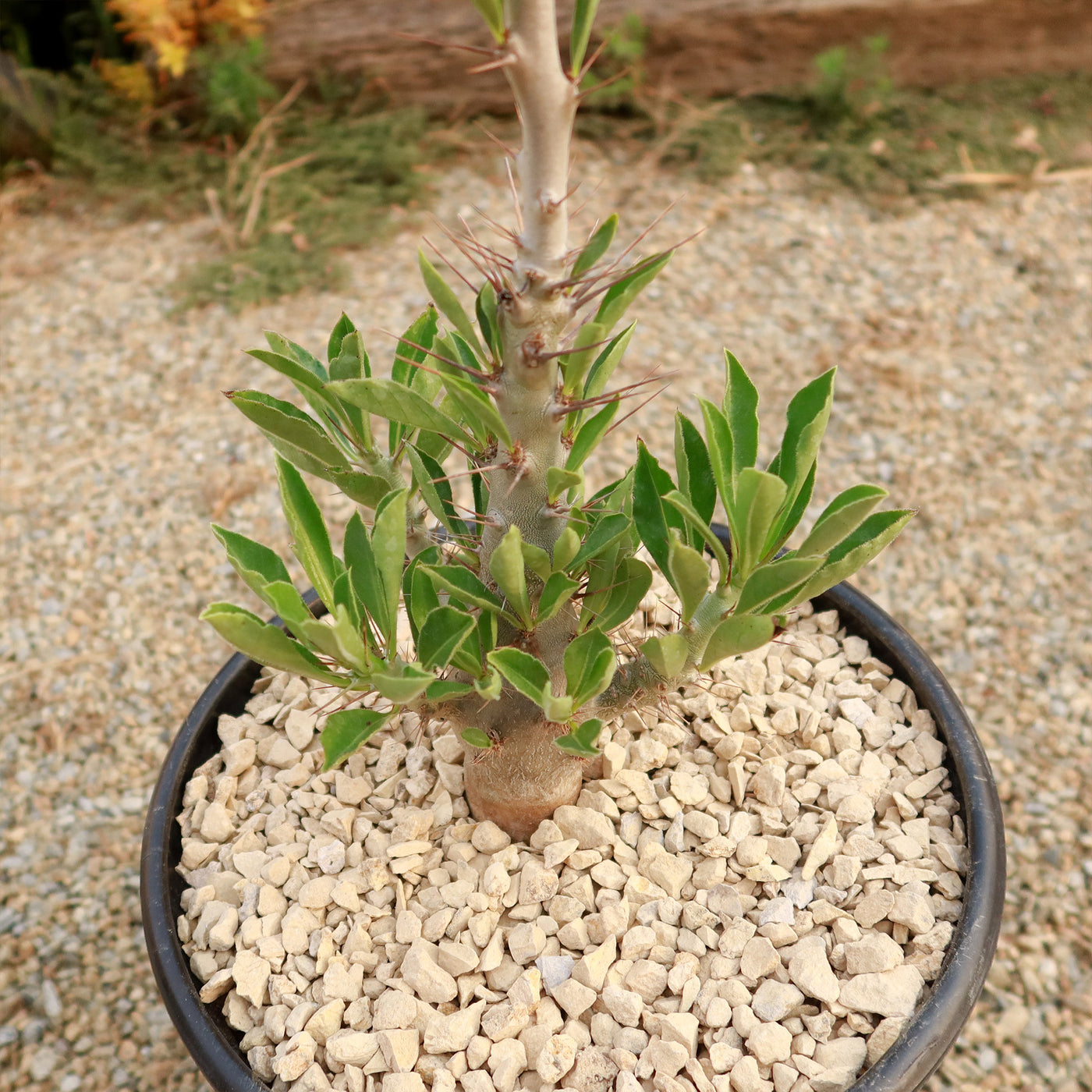 Pachypodium lealii