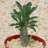 Pachypodium lealii