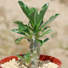 Pachypodium lealii