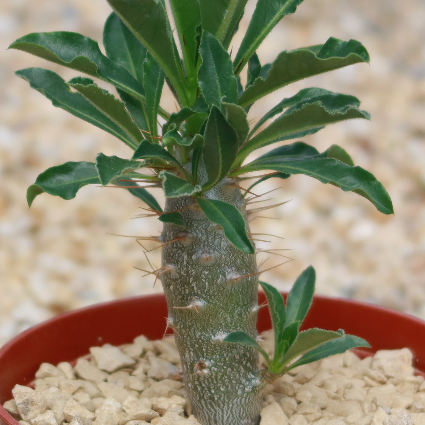 succulent with thick trunk Shop For Pachypodium Lealii Online | Bottle Tree