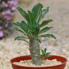 Pachypodium lealii