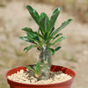 Pachypodium lealii