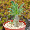 Pachypodium lealii