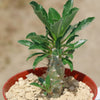 Pachypodium lealii