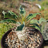 Elephants Trunk Plant - Pachypodium namaquanum