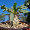 Elephants Trunk Plant - Pachypodium namaquanum