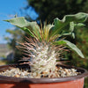 Elephants Trunk Plant - Pachypodium namaquanum