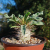 Elephants Trunk Plant - Pachypodium namaquanum