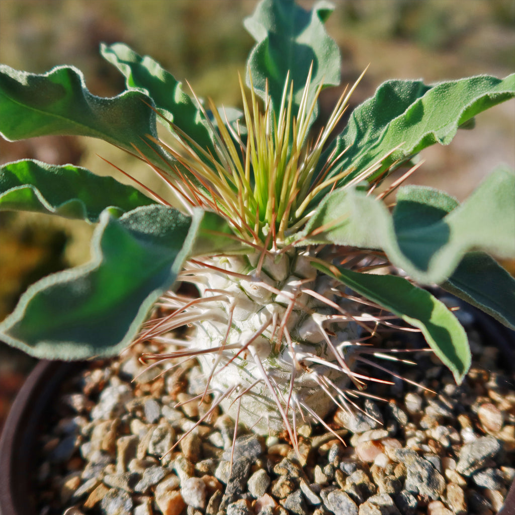 Elephants Trunk Plant - Pachypodium namaquanum