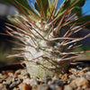 Elephants Trunk Plant - Pachypodium namaquanum