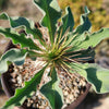 Elephants Trunk Plant - Pachypodium namaquanum