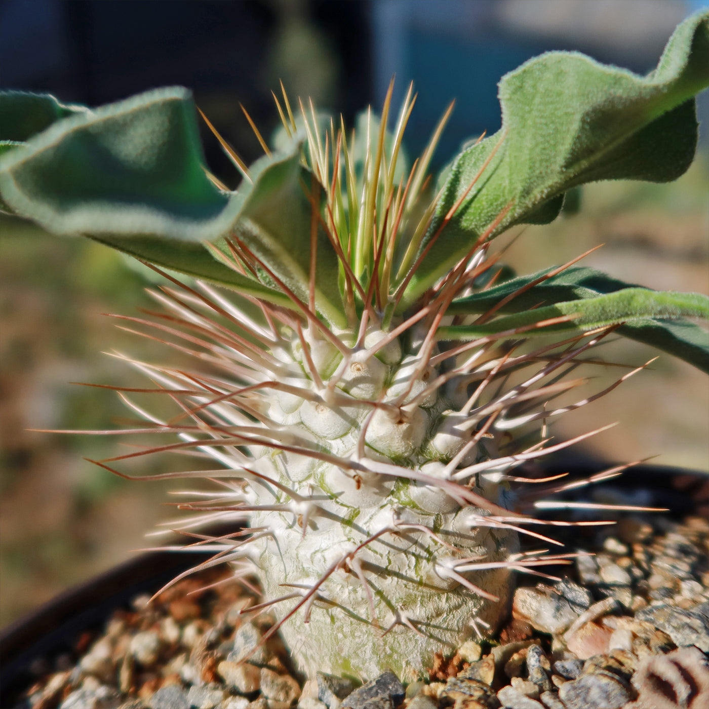 Elephants Trunk Plant - Pachypodium namaquanum